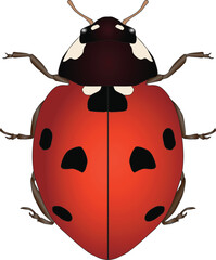 insect Ladybug. Coccinellidae. Sketch of ladybug. Ladybird. Lady beetle isolated on white background. Design for coloring book, hand-drawn. Vector