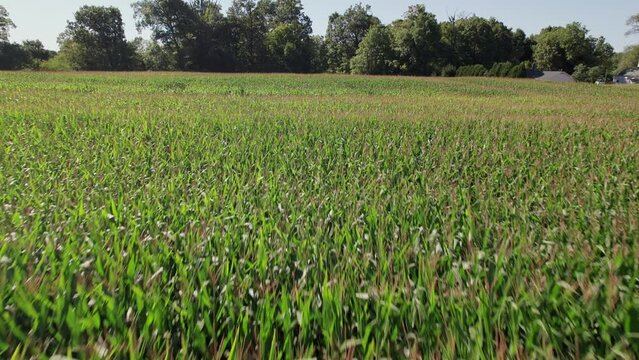 Cornfield with tall grass, corn, and trees in large farm field and agriculture land in Midwestern state of Ohio, United States from a drone aerial view of green lands