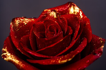 Rose with gold paint petals. Closeup of golden roses. Gold rose wallpaper. Gold roses flower, decorative rose design element, rose pattern. Love sexy and valentines day concept.