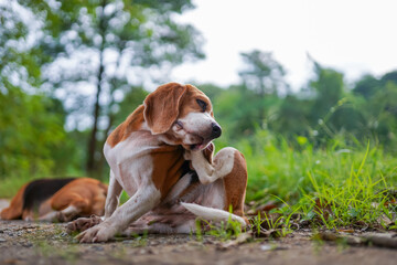 A cute tri-color beagle dog scratching body outdoor on the grass field.