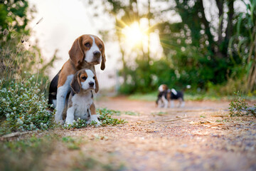 Beagle dog mother and her puppy sit on the  park after playing on the sunny day.