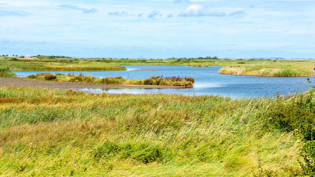 Oare Marshes Nature reserve near Faversham in Kent. 