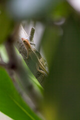 Outdoor backyard photos of Florida wildlife. Mostly lizard watching and climbing in trees and bushes. Simple and clean photos of lizards and other small animals.