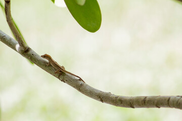 Outdoor backyard photos of Florida wildlife. Mostly lizard watching and climbing in trees and bushes. Simple and clean photos of lizards and other small animals.