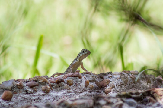 Outdoor backyard photos of Florida wildlife. Mostly lizard watching and climbing in trees and bushes. Simple and clean photos of lizards and other small animals.