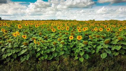 Fototapeta na wymiar Sunflowers field from drone point of view. Yellow big flowers. Harvest season.