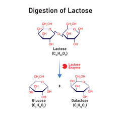 Lactose Molecule Digestion by Lactase Enzyme Concept Design. Vector Illustration.