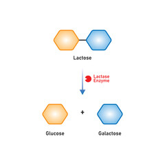 Lactose Molecule Digestion by Lactase Enzyme Concept Design. Vector Illustration.