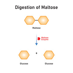 Maltose Molecule Digestion by Maltase Enzyme Concept Design. Vector Illustration.