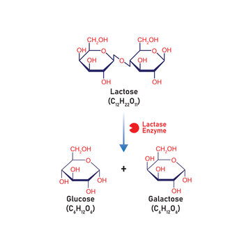 Lactose Molecule Digestion by Lactase Enzyme Concept Design. Vector Illustration.