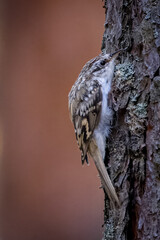 Eurasian treecreeper is climbing up on the tree. Close-up portrait of Eurasian treecreeper with copyspace. The terracotta background has copyspace.