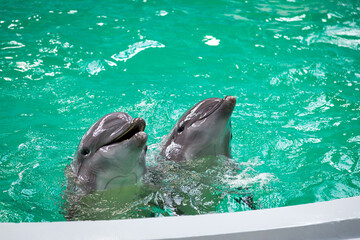Two dolphins on the surface of the water in a pool