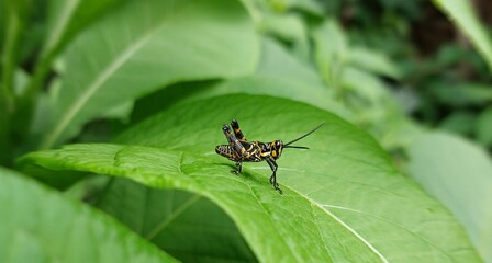 Cricket on a leaf
