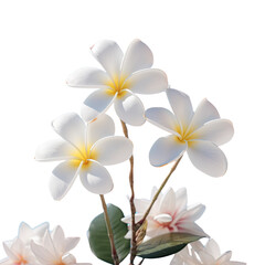 Fototapeta premium Blue transparent background with Plumeria flower in garden