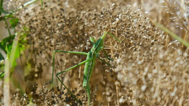Close up of Saga pedo in the dry grass