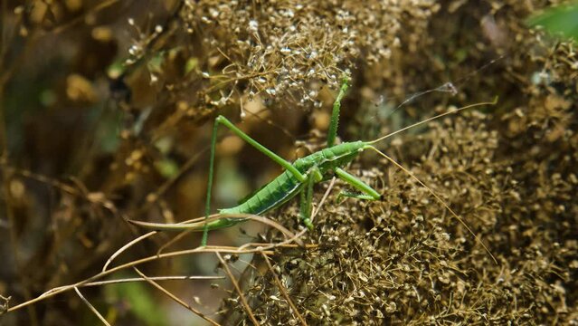 Close up of Saga pedo in the dry grass