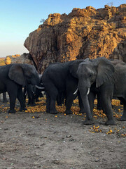 Elephant Safari Photography