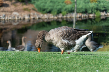 Gray goose pinching the grass near lake in park. Greylag geese is species of large in the waterfowl family anatidae. Domestic bird anser anser pluck and eating among green lawn. Life poultry on pond.