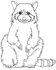 Smiling friendly raccoon for kids and teenagers