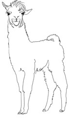 Smiling friendly lama for kids and teenagers