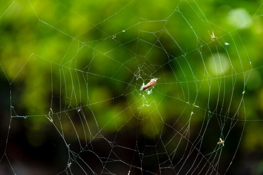 spider web with dew drops. spider catching insects on its web. spider web in the center of the image with out of focus background. 