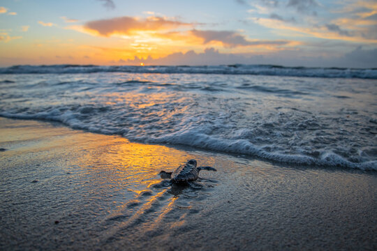 Loggerhead sea turtle hatchling going into the ocean during sunrise.