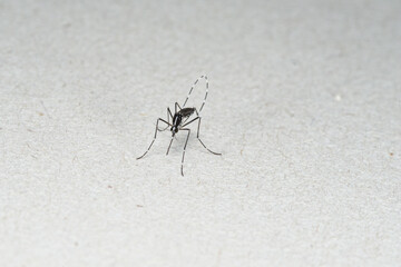 Femelle de moustique tigre (Aedes albopictus)