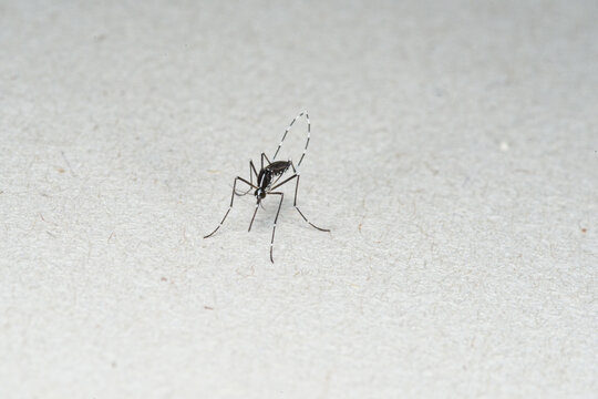 Femelle de moustique tigre (Aedes albopictus)