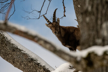 Steinbock im Winter