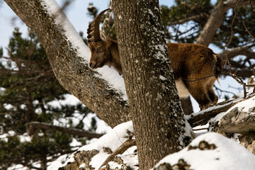 Steinbock im Winter