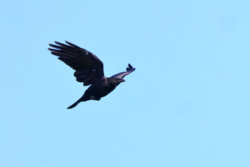 Black crow in flight against blue sky. 