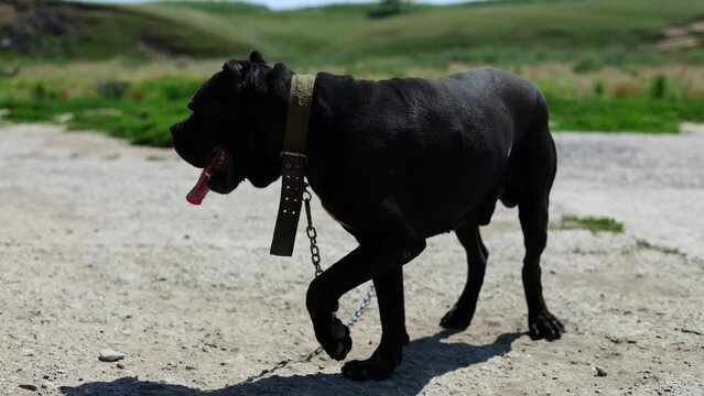 cane corso dog chained with field background sunny summer day 4k