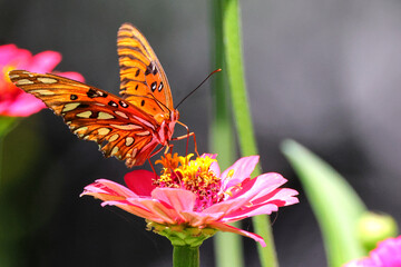 Orange butterfly on pink flower Zenia. 