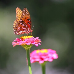 Orange butterfly on pink flower Zenia. 