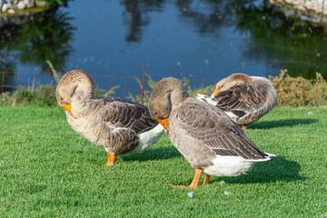 Geese are cleaning their feathers near lake in park. Greylag goose is species of large in waterfowl family anatidae. Domestic bird anser anser pluck and purify fluff among green lawn. Life poultry.