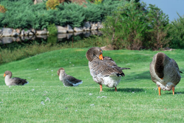 Geese are cleaning their feathers near lake in park. Greylag goose is species of large in waterfowl family anatidae. Domestic bird anser anser pluck and purify fluff among green lawn. Life poultry.