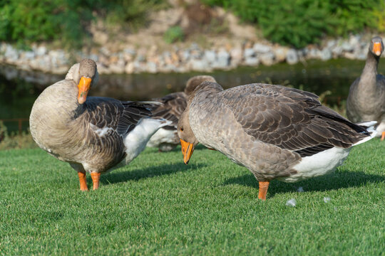Geese are cleaning their feathers near lake in park. Greylag goose is species of large in waterfowl family anatidae. Domestic bird anser anser pluck and purify fluff among green lawn. Life poultry.