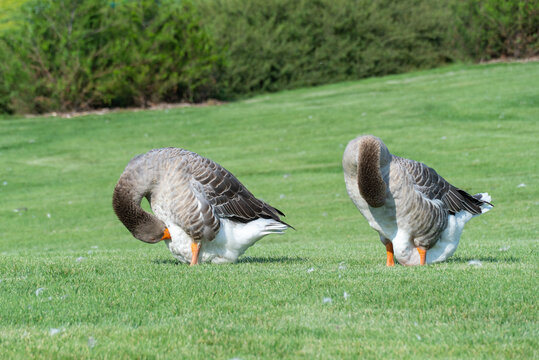 Geese are cleaning their feathers near lake in park. Greylag goose is species of large in waterfowl family anatidae. Domestic bird anser anser pluck and purify fluff among green lawn. Life poultry.