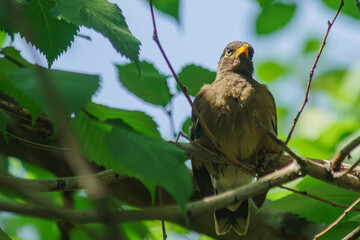 Peerless locust starling sits on a branch