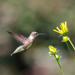 Ruby throated hummingbird in flight yellow flowers. 