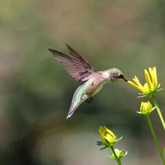 Ruby throated hummingbird in flight yellow flowers. 