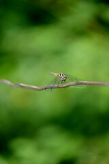 closeup the yellow brown dragonfly hold and sitting on metal wire soft focus natural green brown background.