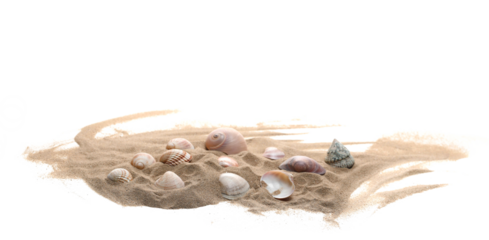 Sea shells in sand pile isolated on white background, side view
