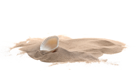 Seashell in sand pile isolated on white background