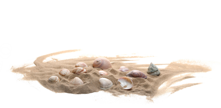 Sea shells in sand pile isolated on white background, side view