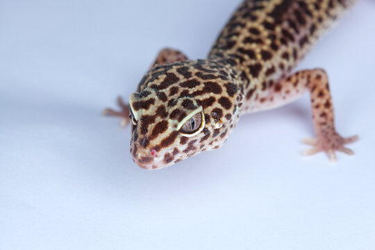 A small gecko in the terrarium on a white background.