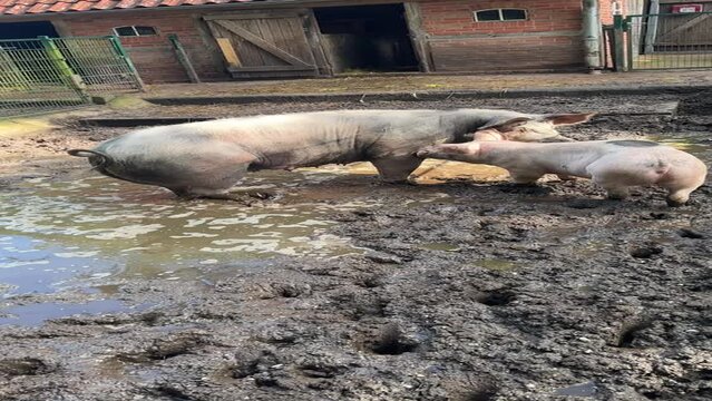 Two pigs in the mud. From their behavior it could be deduced that they were mother and child
