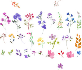 Watercolor floral set. Hand drwing illustration isolated on white background. Vector EPS.