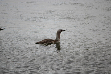 Red Throated diver swimming