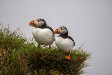 atlantic puffin